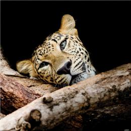 Изображение продукта Картина на холсте Ekoramka 30x30 Леопард 
