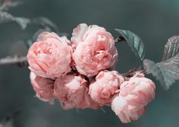 Изображение продукта Картина на холсте Ekoramka 70x50 см Бутоны розовых цветков на ветке 