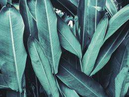 Изображение продукта Картина на стекле Ekoramka 40x30 см Тропические листья 